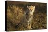 Cheetah Cub at Ngorongoro Conservation Area, Tanzania-Paul Souders-Stretched Canvas