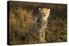 Cheetah Cub at Ngorongoro Conservation Area, Tanzania-Paul Souders-Stretched Canvas