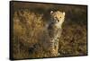 Cheetah Cub at Ngorongoro Conservation Area, Tanzania-Paul Souders-Framed Stretched Canvas