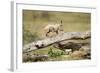 Cheetah Cub at Ngorongoro Conservation Area, Tanzania-Paul Souders-Framed Photographic Print