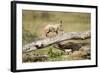 Cheetah Cub at Ngorongoro Conservation Area, Tanzania-Paul Souders-Framed Photographic Print