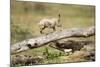 Cheetah Cub at Ngorongoro Conservation Area, Tanzania-Paul Souders-Mounted Photographic Print