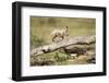 Cheetah Cub at Ngorongoro Conservation Area, Tanzania-Paul Souders-Framed Photographic Print