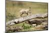 Cheetah Cub at Ngorongoro Conservation Area, Tanzania-Paul Souders-Mounted Photographic Print