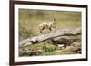 Cheetah Cub at Ngorongoro Conservation Area, Tanzania-Paul Souders-Framed Photographic Print