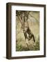 Cheetah Cub at Ngorongoro Conservation Area, Tanzania-Paul Souders-Framed Photographic Print