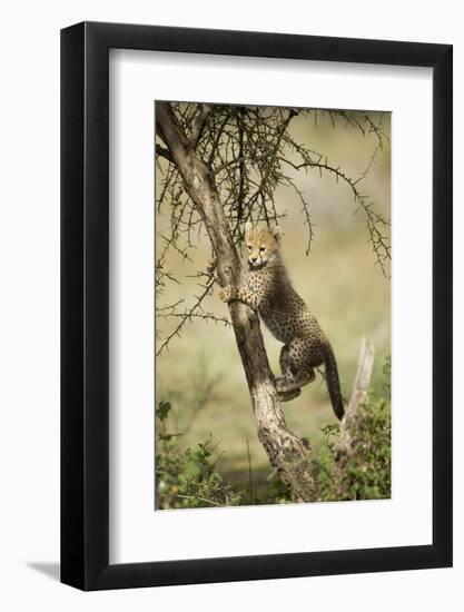 Cheetah Cub at Ngorongoro Conservation Area, Tanzania-Paul Souders-Framed Photographic Print