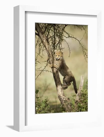 Cheetah Cub at Ngorongoro Conservation Area, Tanzania-Paul Souders-Framed Photographic Print