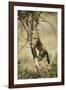 Cheetah Cub at Ngorongoro Conservation Area, Tanzania-Paul Souders-Framed Photographic Print