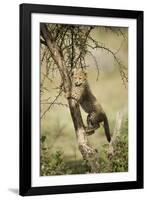 Cheetah Cub at Ngorongoro Conservation Area, Tanzania-Paul Souders-Framed Photographic Print