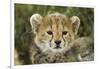 Cheetah Cub at Ngorongoro Conservation Area, Tanzania-Paul Souders-Framed Photographic Print