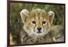 Cheetah Cub at Ngorongoro Conservation Area, Tanzania-Paul Souders-Framed Photographic Print