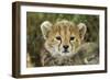 Cheetah Cub at Ngorongoro Conservation Area, Tanzania-Paul Souders-Framed Photographic Print