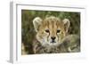 Cheetah Cub at Ngorongoro Conservation Area, Tanzania-Paul Souders-Framed Photographic Print