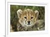 Cheetah Cub at Ngorongoro Conservation Area, Tanzania-Paul Souders-Framed Photographic Print