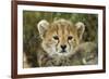 Cheetah Cub at Ngorongoro Conservation Area, Tanzania-Paul Souders-Framed Photographic Print