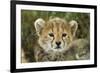 Cheetah Cub at Ngorongoro Conservation Area, Tanzania-Paul Souders-Framed Photographic Print