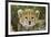 Cheetah Cub at Ngorongoro Conservation Area, Tanzania-Paul Souders-Framed Photographic Print