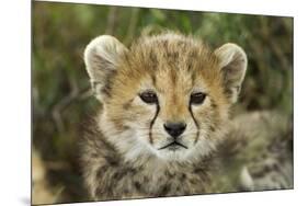 Cheetah Cub at Ngorongoro Conservation Area, Tanzania-Paul Souders-Mounted Photographic Print