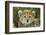 Cheetah Cub at Ngorongoro Conservation Area, Tanzania-Paul Souders-Framed Photographic Print