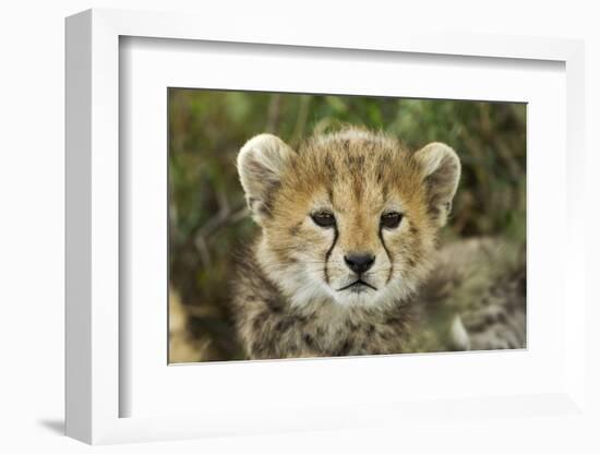 Cheetah Cub at Ngorongoro Conservation Area, Tanzania-Paul Souders-Framed Photographic Print