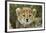 Cheetah Cub at Ngorongoro Conservation Area, Tanzania-Paul Souders-Framed Photographic Print