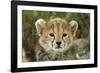 Cheetah Cub at Ngorongoro Conservation Area, Tanzania-Paul Souders-Framed Photographic Print