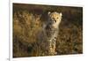 Cheetah Cub at Ngorongoro Conservation Area, Tanzania-Paul Souders-Framed Photographic Print