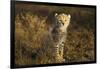 Cheetah Cub at Ngorongoro Conservation Area, Tanzania-Paul Souders-Framed Photographic Print