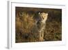 Cheetah Cub at Ngorongoro Conservation Area, Tanzania-Paul Souders-Framed Photographic Print