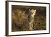 Cheetah Cub at Ngorongoro Conservation Area, Tanzania-Paul Souders-Framed Photographic Print