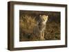 Cheetah Cub at Ngorongoro Conservation Area, Tanzania-Paul Souders-Framed Photographic Print