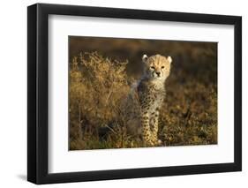 Cheetah Cub at Ngorongoro Conservation Area, Tanzania-Paul Souders-Framed Photographic Print