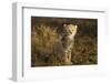 Cheetah Cub at Ngorongoro Conservation Area, Tanzania-Paul Souders-Framed Photographic Print