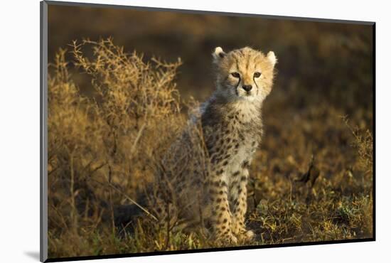 Cheetah Cub at Ngorongoro Conservation Area, Tanzania-Paul Souders-Mounted Photographic Print