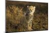 Cheetah Cub at Ngorongoro Conservation Area, Tanzania-Paul Souders-Mounted Photographic Print