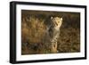 Cheetah Cub at Ngorongoro Conservation Area, Tanzania-Paul Souders-Framed Photographic Print