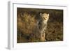 Cheetah Cub at Ngorongoro Conservation Area, Tanzania-Paul Souders-Framed Photographic Print