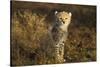 Cheetah Cub at Ngorongoro Conservation Area, Tanzania-Paul Souders-Stretched Canvas