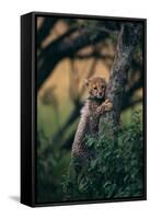 Cheetah Cub Clinging to Tree Trunk-DLILLC-Framed Stretched Canvas