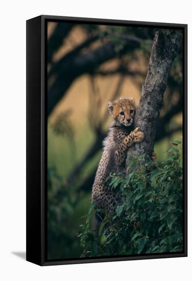 Cheetah Cub Clinging to Tree Trunk-DLILLC-Framed Stretched Canvas