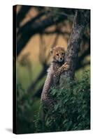Cheetah Cub Clinging to Tree Trunk-DLILLC-Stretched Canvas