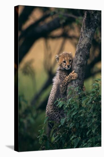 Cheetah Cub Clinging to Tree Trunk-DLILLC-Stretched Canvas