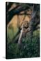 Cheetah Cub Clinging to Tree Trunk-DLILLC-Stretched Canvas