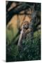 Cheetah Cub Clinging to Tree Trunk-DLILLC-Mounted Photographic Print