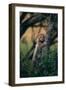 Cheetah Cub Clinging to Tree Trunk-DLILLC-Framed Photographic Print