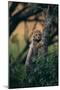 Cheetah Cub Clinging to Tree Trunk-DLILLC-Mounted Photographic Print