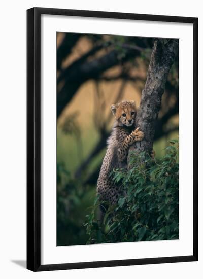 Cheetah Cub Clinging to Tree Trunk-DLILLC-Framed Photographic Print