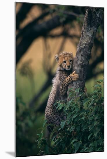 Cheetah Cub Clinging to Tree Trunk-DLILLC-Mounted Photographic Print