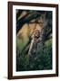 Cheetah Cub Clinging to Tree Trunk-DLILLC-Framed Photographic Print